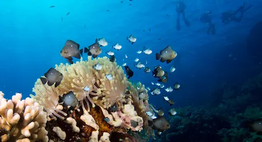 Tauchen in Dahab im Roten Meer tauchen in dahab in kristallklaren warmen wasser mit einer einzigartigen unterwasserwelt